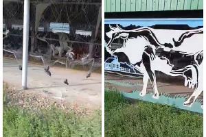  © Скриншот из телеграм-канала прокуратуры Краснодарского края https://t.me/proc_23/24697