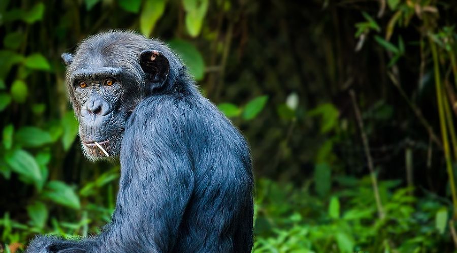  &copy;&nbsp;Фото с сайта pixabay.com