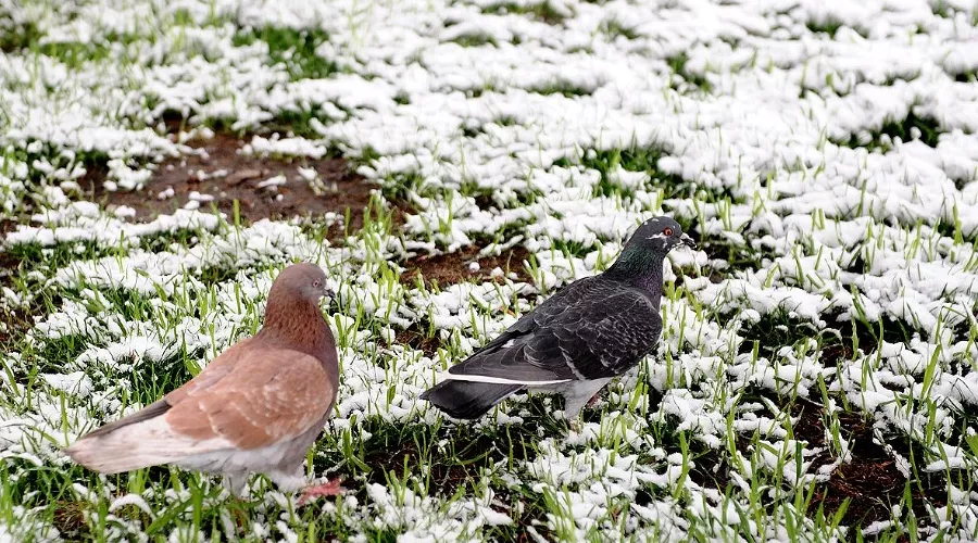  &copy;&nbsp;Фото Алёны Живцовой, Юга.ру