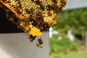 Пасека &copy;&nbsp;Фото Елены Синеок, Юга.ру