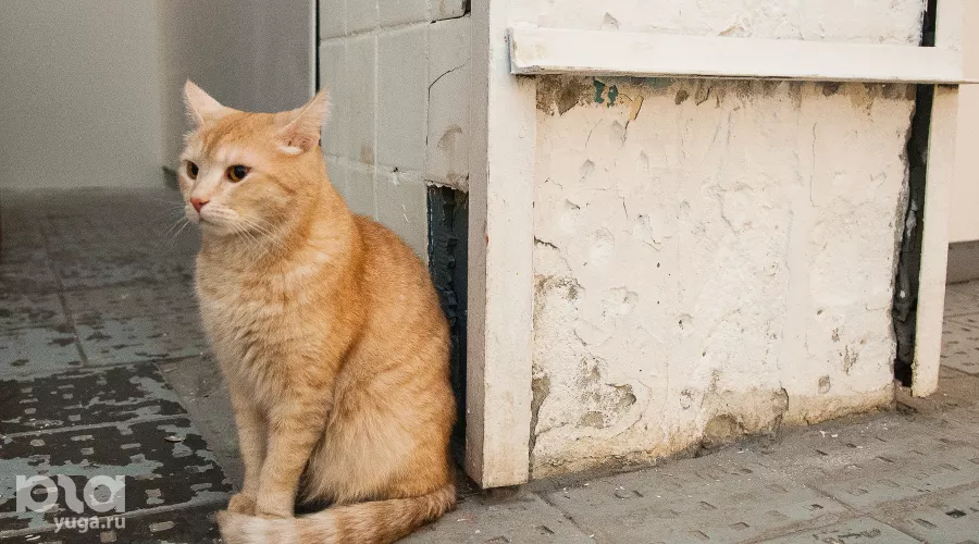  &copy;&nbsp;Фото Елены Синеок, Юга.ру