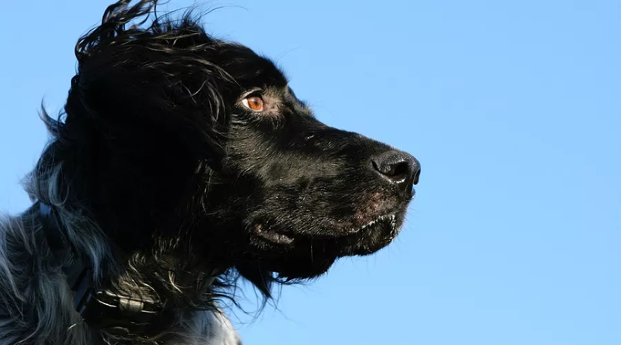  &copy;&nbsp;Фото с сайта pixabay.com