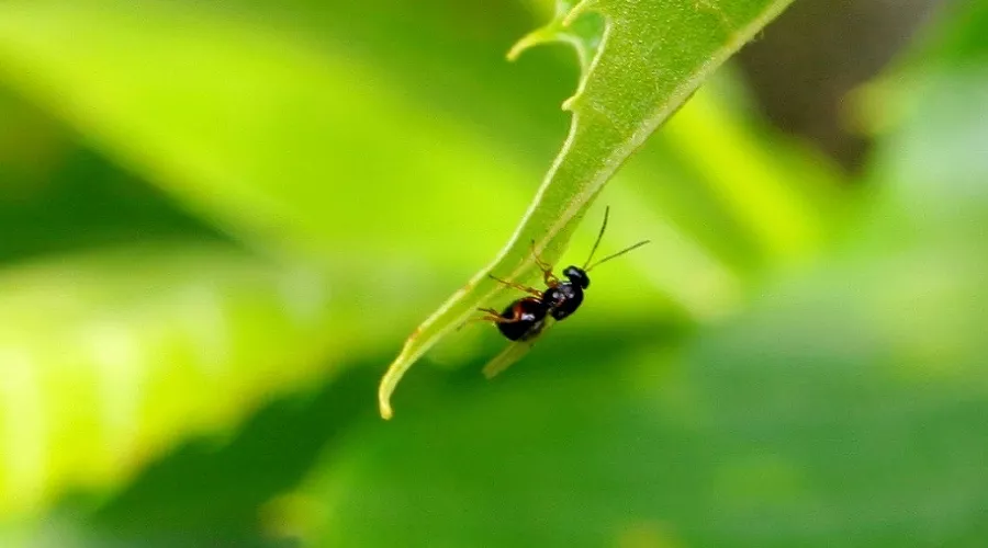 Восточная каштановая орехотворка &copy;&nbsp;Фото пресс-службы Кавказского биосферного заповедника