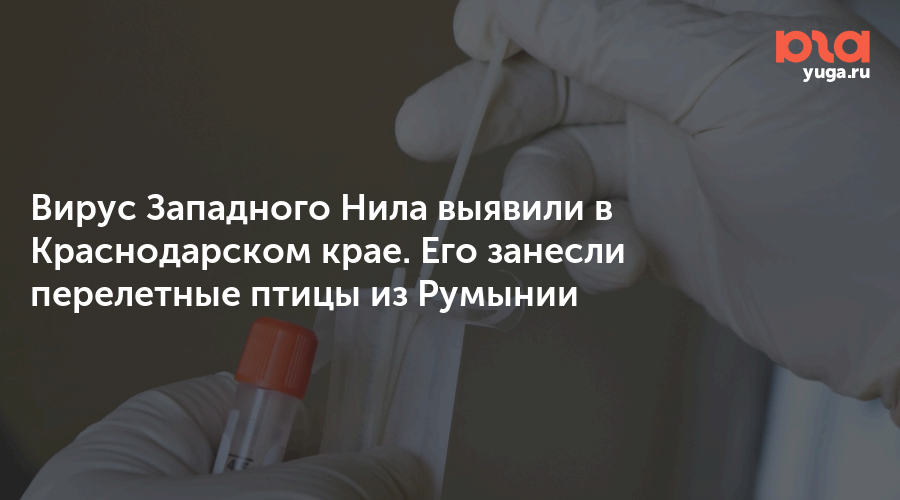 Вирус Западного Нила выявили в Краснодарском крае. Его занесли перелетные птицы из Румынии