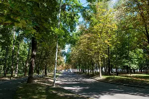 Асфальтированная дорога проходит через парк &copy;&nbsp;Фото Дмитрия Пославского, Юга.ру