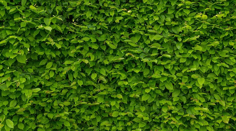  &copy;&nbsp;фото с сайта pixabay.com