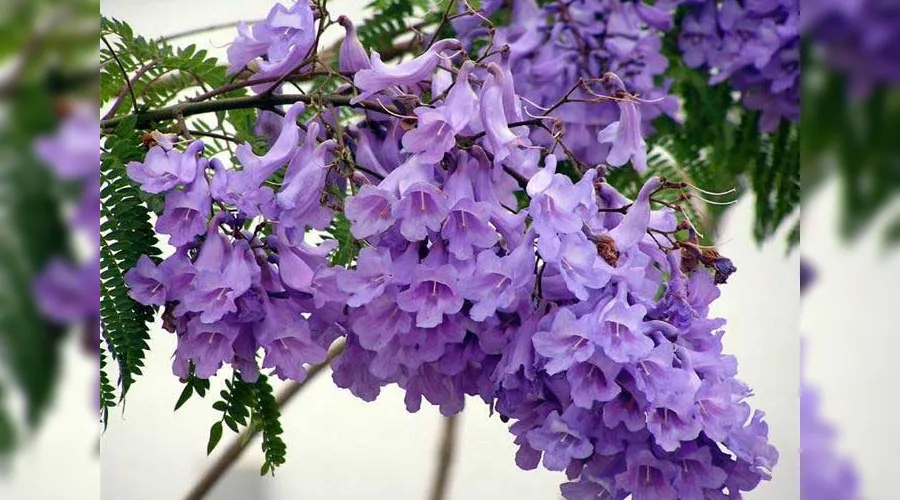  &copy;&nbsp;Фото пресс-службы Сочинского нацпарка