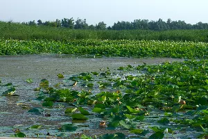 Озеро лотосов рядом с Белозерным &copy;&nbsp;Фото Евгения Маханько