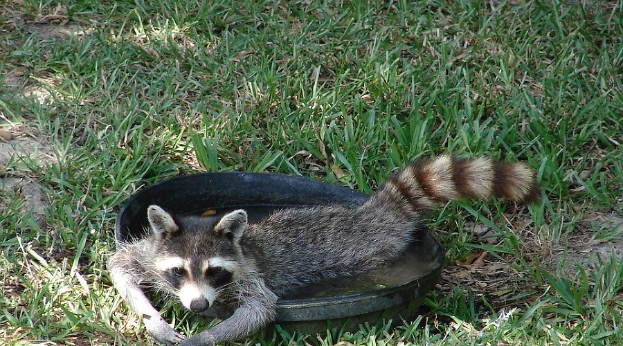  © Фото с сайта pixabay.com