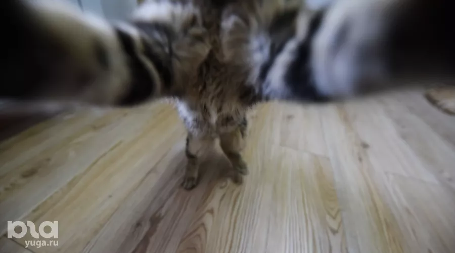  &copy;&nbsp;Елена Синеок, ЮГА.ру