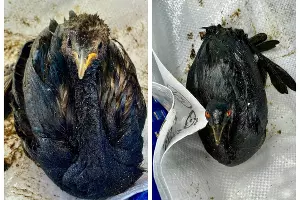  &copy;&nbsp;Скриншот из телеграм-канала штаба &laquo;Дельфины&raquo; https://t.me/shtab_delfin/1247