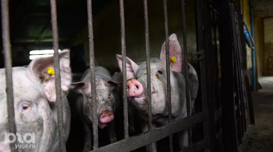  &copy;&nbsp;Фото Елены Синеок, Юга.ру