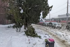 Опасные ветки над дорожкой &copy;&nbsp;Фото Александры Аксеновой, Юга.ру