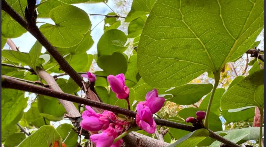  &copy;&nbsp;Скриншот из телеграм-канала парка &laquo;Краснодар&raquo; https://t.me/parkkrd/2867