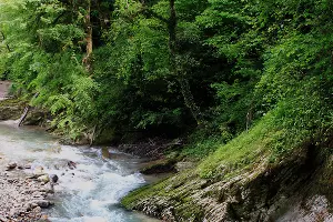 Река Хоста в в Тисо-Самшитовой роще Сочи &copy;&nbsp;Фото Марины Солошко, Юга.ру