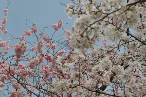 Цветение сакуры в Японском саду Краснодара &copy;&nbsp;Фото Марины Солошко, Юга.ру