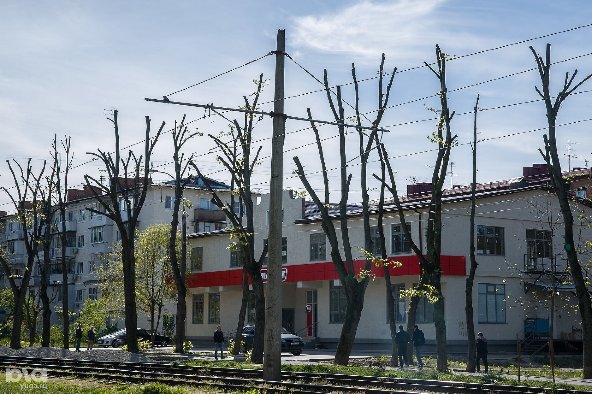 Определить Дерево По Фото Онлайн В Яндексе