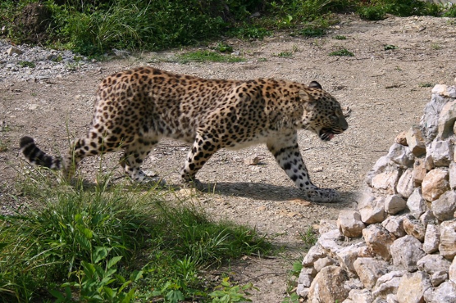 В Северной Осетии выпущенная в дикую природу леопард Волна поселилась в Алагирском ущелье