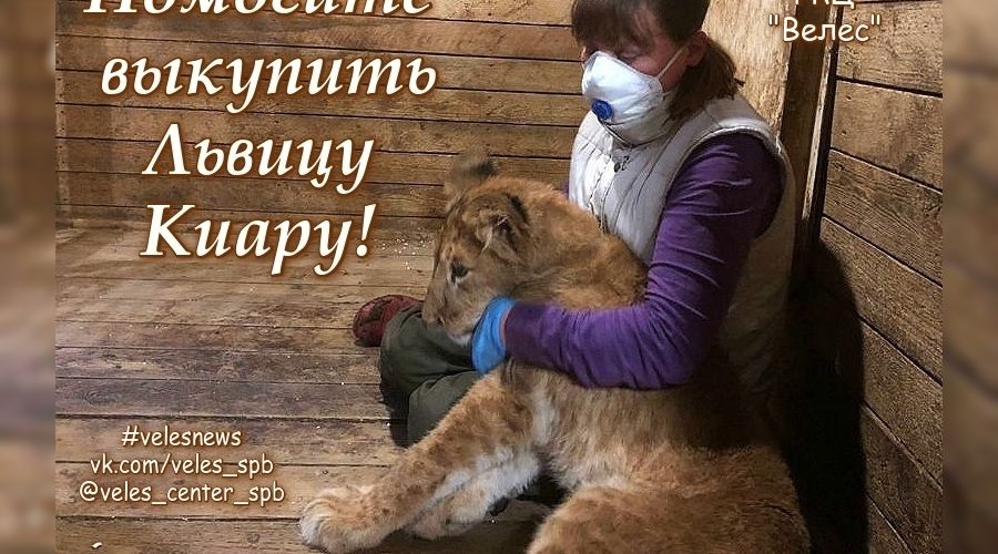  © Фото со страницы vk.com/veles_spb