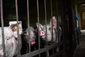  &copy;&nbsp;Фото Елены Синеок, Юга.ру