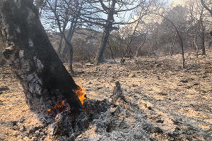 Пожар в заповеднике «Утриш» &copy;&nbsp;Фото Марии Сотсковой