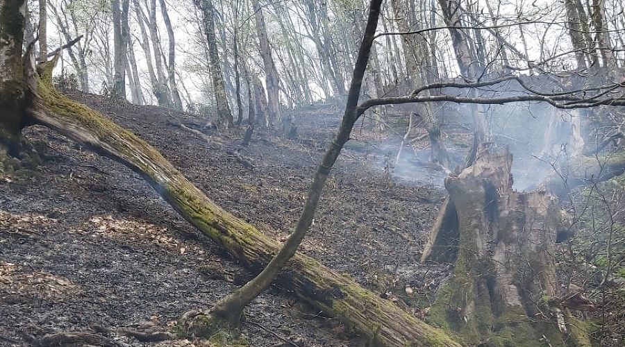  © Фото пресс-службы Сочинского национального парка