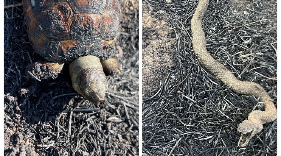  © Скриншот из телеграм-канала эколога Георгия Каваносяна https://t.me/ecozhora/6165