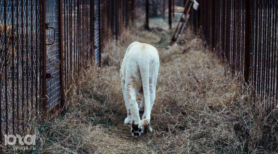 Парк львов "Тайган" в Крыму  © Денис Яковлев, ЮГА.ру