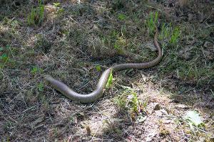 Желтопузик © Фото пресс-службы Сочинского нацпарка