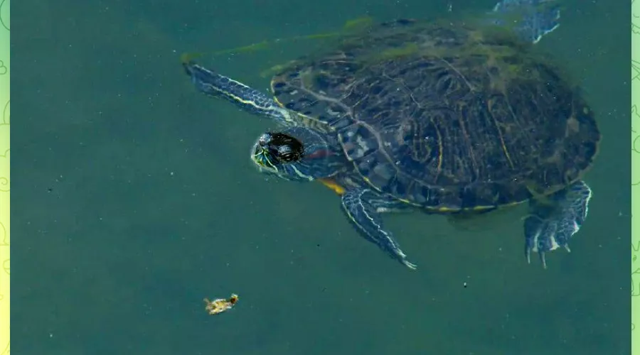 Утверждается, что именно эти черепахи будут жить в Японском саду &copy;&nbsp;Скриншот телеграм-канала &laquo;Крайнодар. Телетайп&raquo;, T.me/tipichkras