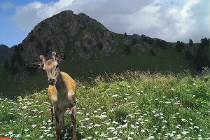  © Фото пресс-службы Кавказского биосферного заповедника