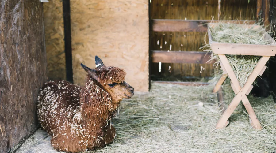 Альпака &copy;&nbsp;Фото от freepik с сайта ru.freepik.com