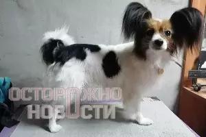 Собака Шура &copy;&nbsp;скриншот фото из телеграм-канала &laquo;Осторожно, новости&raquo;