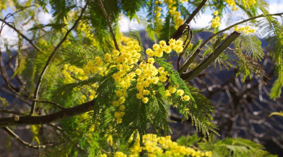  © Фото Nelly VINCENT с сайта Pixabay