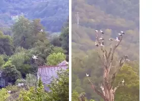  &copy;&nbsp;Коллаж из скриншотов фото из телеграм-канала &laquo;Сочинский географ&raquo;