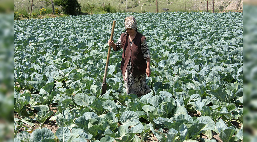 Табак куба плантации. Получить 3 урожая. Огород грядки с овощами. Огород урожай. Огород весной.