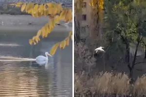  &copy;&nbsp;Скриншот из видео из телеграм-канала &laquo;Хороший Краснодар&raquo;