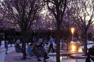 Цветение сливы нигра в парке «Краснодар» © Фото Марины Солошко, Юга.ру
