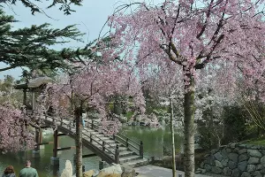 Цветение сакуры в Японском саду Краснодара &copy;&nbsp;Фото Марины Солошко, Юга.ру