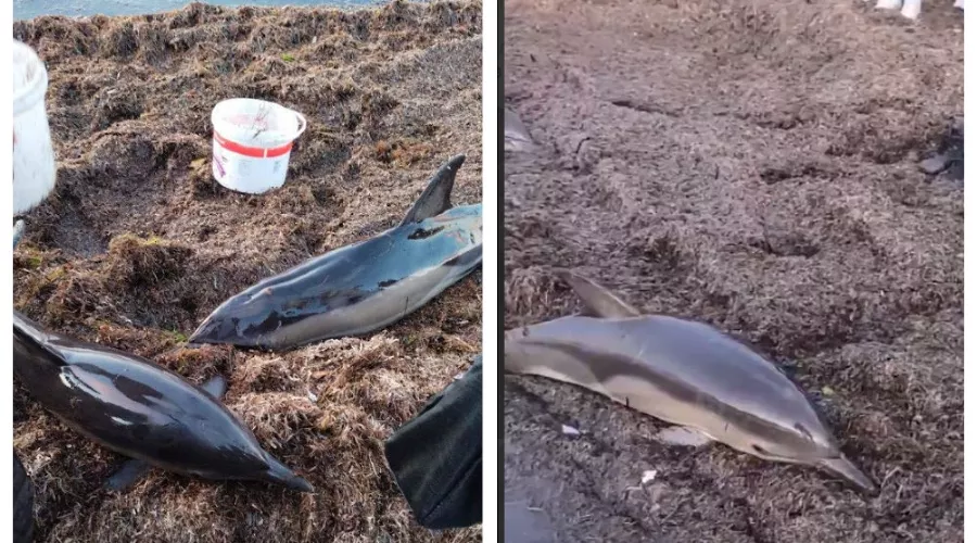  &copy;&nbsp;Скриншот из телеграм-канала &laquo;ПВА&raquo; https://t.me/pva_anapa/124538?single