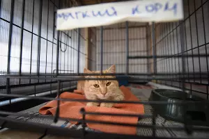 Приют для пострадавших животных "Краснодог" &copy;&nbsp;Фото Елены Синеок, ЮГА.ру