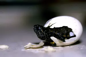  &copy;&nbsp;Фото предоставлено пресс-службой Сочинского нацпарка