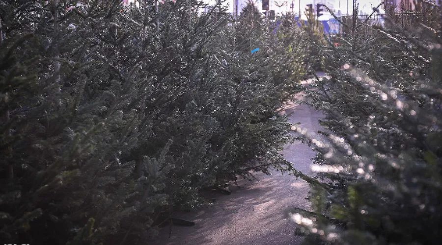  &copy;&nbsp;Алёна Живцова, ЮГА.ру