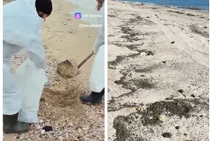  &copy;&nbsp;Скриншот из телеграм-канала штаба &laquo;Дельфины&raquo; https://t.me/shtab_delfin/2345