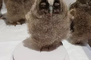  &copy;&nbsp;Фото из группы &laquo;"Рио" — Помощь диким птицам Краснодар&raquo;, vk.com/riokrasnodar23