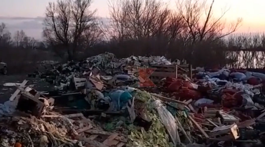  © Кадр из видео телеграм-канала «Типичный Краснодар», T.me/s/krd_tipich_ru