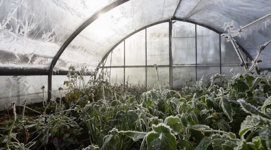 теплицы &copy;&nbsp;Изображение сгенерировано нейросетью Gigachat