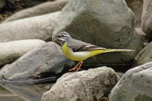 Горная трясогузка © Фото пресс-службы курорта «Роза Хутор»