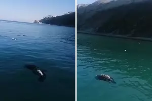 Мертвые бакланы в Черном море &copy;&nbsp;Коллаж из скриншотов видео из телеграм-канала Жоры Каваносяна