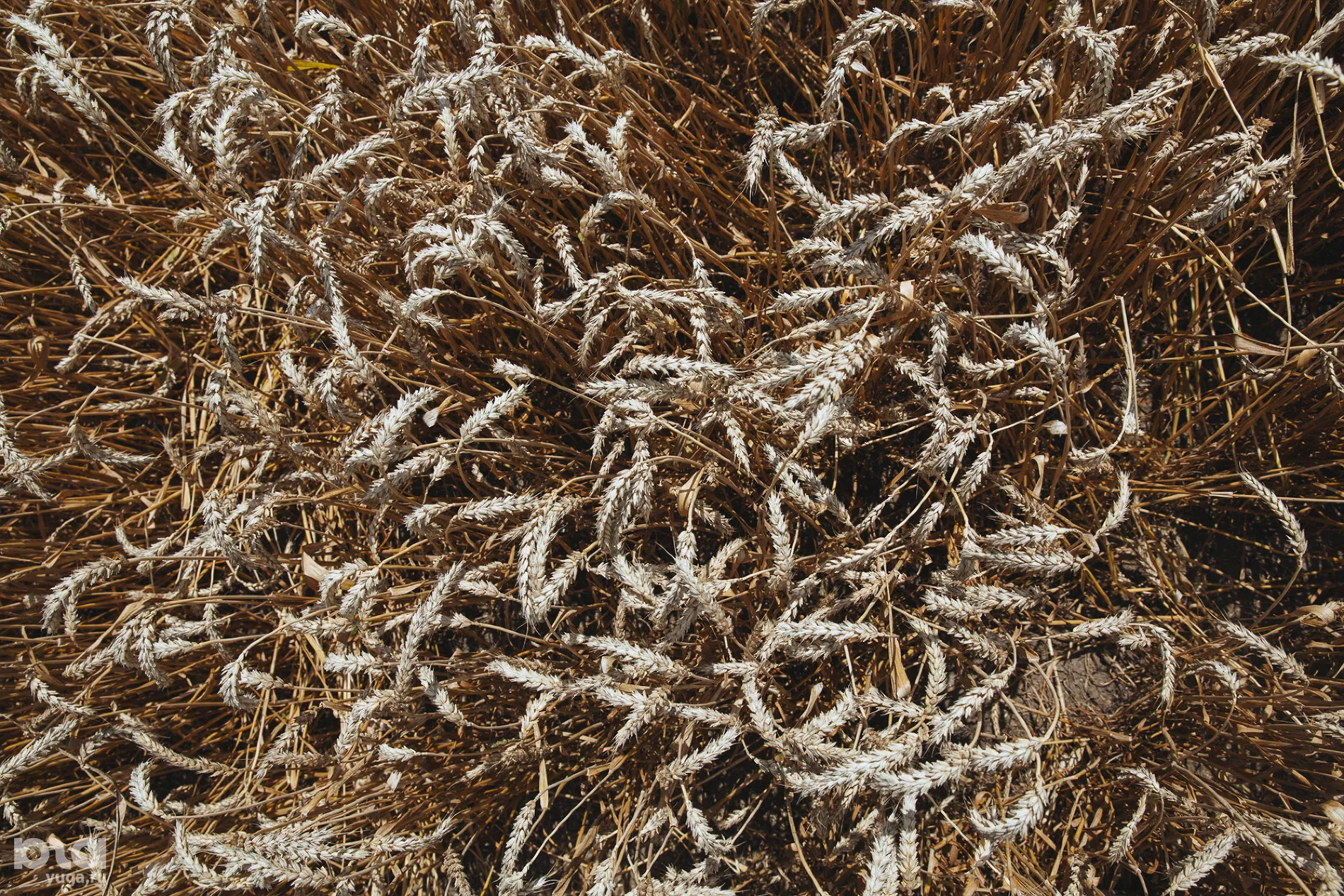  &copy;&nbsp;Фото Амины Ибрагимовой, Юга.ру